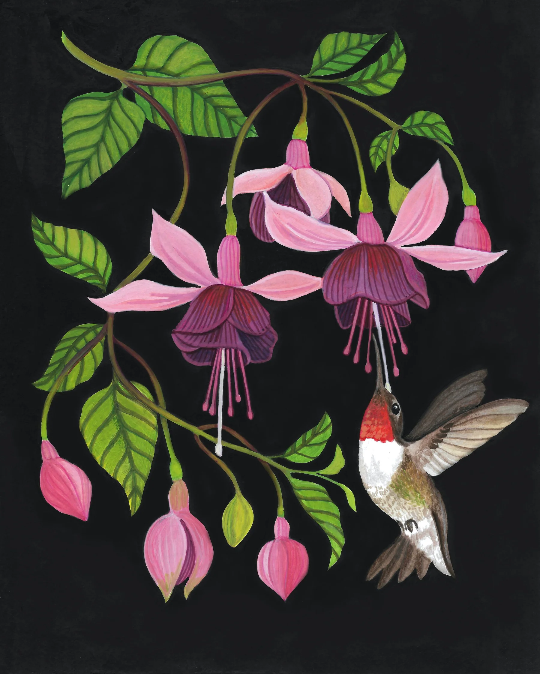 Fuchsia__11368