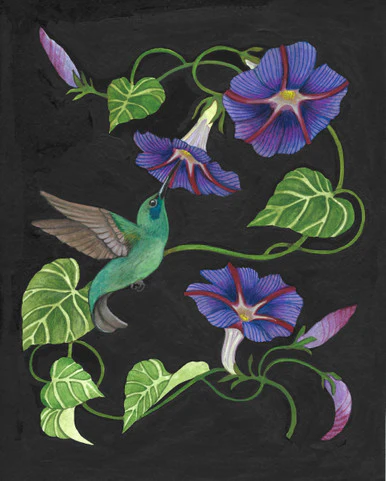 morningglory