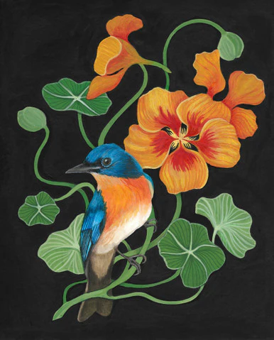 nasturtium